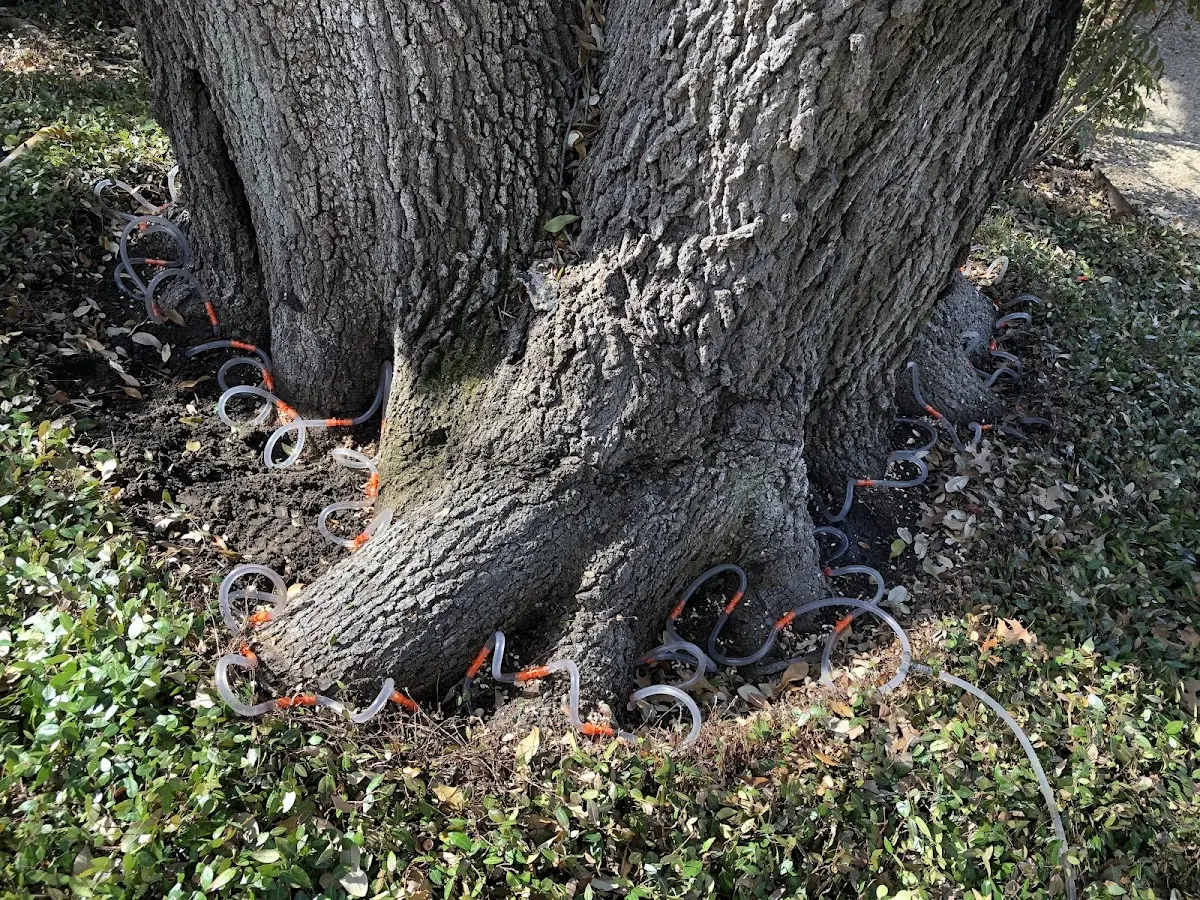 Detailed Tree Cabling and Bracing job site in Little Silver