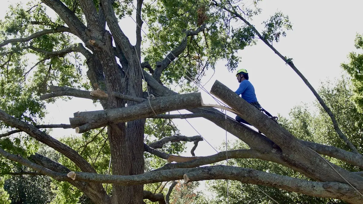 Professional Crown Thinning performed by certified arborists in Little Silver