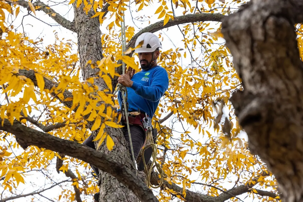 Skilled Tree Planing crew working in Little Silver
